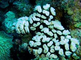 Flower Coral IMG 6897